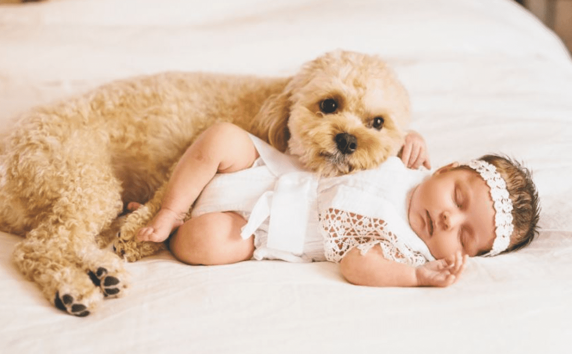 Σκύλος και νεογέννητο: